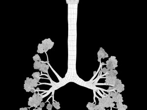 Human Respiratory System Lungs 3D मॉडल