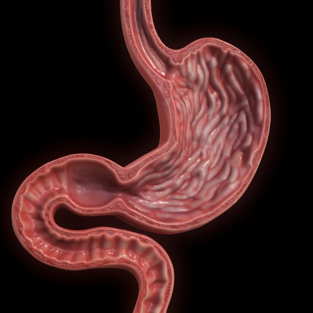 Human Stomach Cross Section 3D Модель .c4d .max .obj .3ds .fbx .stl .blend 