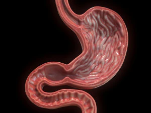 Se&ccedil;&atilde;o Transversal do Est&ocirc;mago Humano Modelo 3D