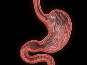 Human Stomach Cross Section 3D Модель