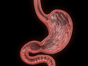 Se&ccedil;&atilde;o Transversal do Est&ocirc;mago Humano Modelo 3D