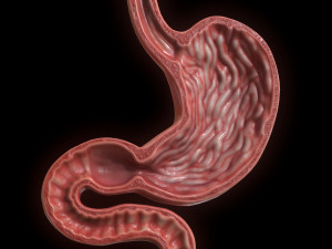 Human Stomach Cross Section 3D Модель