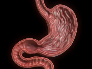 Se&ccedil;&atilde;o Transversal do Est&ocirc;mago Humano Modelo 3D