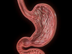 Se&ccedil;&atilde;o Transversal do Est&ocirc;mago Humano Modelo 3D