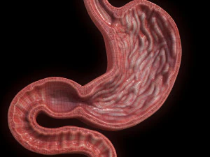 Se&ccedil;&atilde;o Transversal do Est&ocirc;mago Humano Modelo 3D