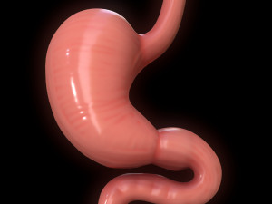 Human Stomach Cross Section 3D Модель