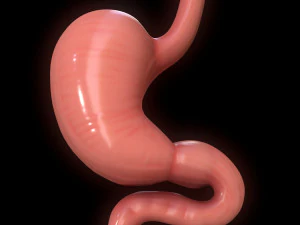 Se&ccedil;&atilde;o Transversal do Est&ocirc;mago Humano Modelo 3D