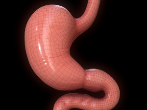 Human Stomach Cross Section 3D Модель