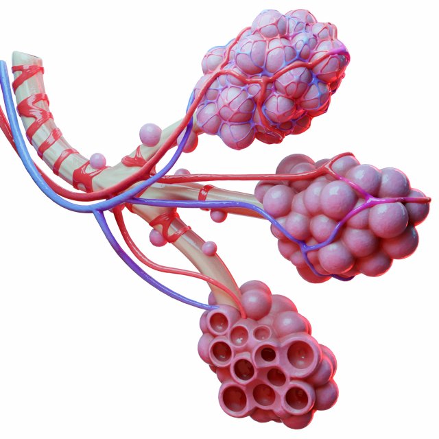 Realistic Human Bronchi Alveoli Anatomy 3D Model .c4d .max .obj .3ds .fbx .lwo .lw .lws