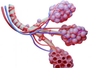 Anatomia realista dos alv&eacute;olos dos br&ocirc;nquios humanos Modelo 3D