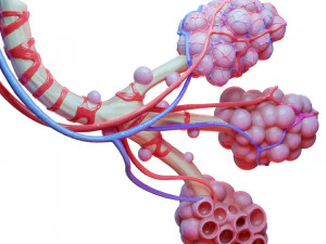Anatomia realista dos alv&eacute;olos dos br&ocirc;nquios humanos Modelo 3D