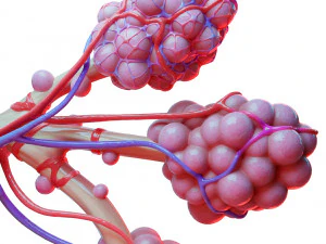 Anatomia realista dos alv&eacute;olos dos br&ocirc;nquios humanos Modelo 3D