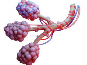 Realistic Human Bronchi Alveoli Anatomy 3D Model