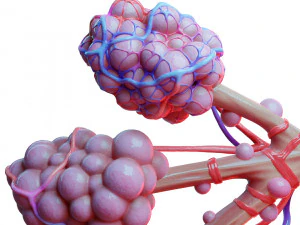 Anatomia realista dos alv&eacute;olos dos br&ocirc;nquios humanos Modelo 3D