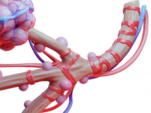 Realistic Human Bronchi Alveoli Anatomy 3D Model
