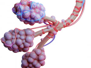 Anatomia realista dos alv&eacute;olos dos br&ocirc;nquios humanos Modelo 3D