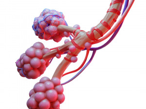 Realistic Human Bronchi Alveoli Anatomy 3D Model