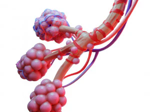Anatomia realista dos alv&eacute;olos dos br&ocirc;nquios humanos Modelo 3D