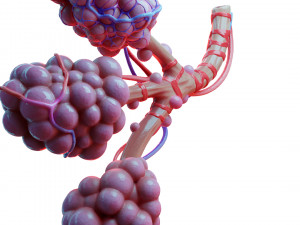 Realistic Human Bronchi Alveoli Anatomy 3D Model