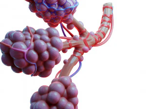 Anatomia realista dos alv&eacute;olos dos br&ocirc;nquios humanos Modelo 3D