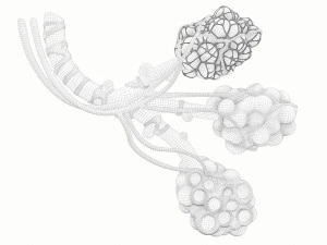 Anatomia realista dos alv&eacute;olos dos br&ocirc;nquios humanos Modelo 3D