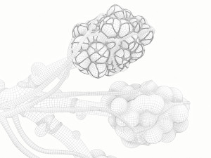Realistic Human Bronchi Alveoli Anatomy 3D Model
