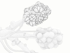 Anatomia realista dos alv&eacute;olos dos br&ocirc;nquios humanos Modelo 3D