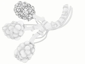 Anatomia realista dos alv&eacute;olos dos br&ocirc;nquios humanos Modelo 3D