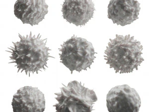 Lymphocytes Pack 3D Model