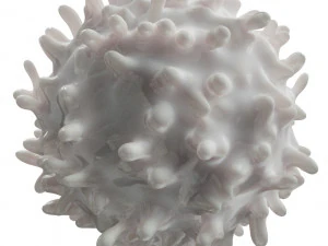 Lymphocytes Pack 3D Model