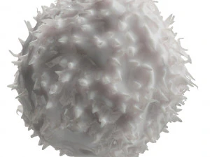 Lymphocytes Pack 3D Model