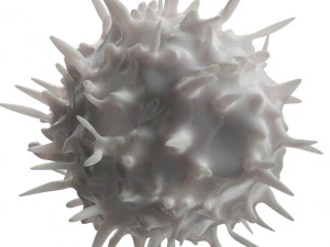 Lymphocytes Pack 3D Model