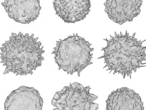 Lymphocytes Pack 3D Model