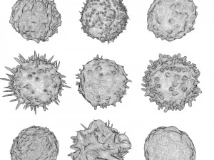 Lymphocytes Pack 3D Model