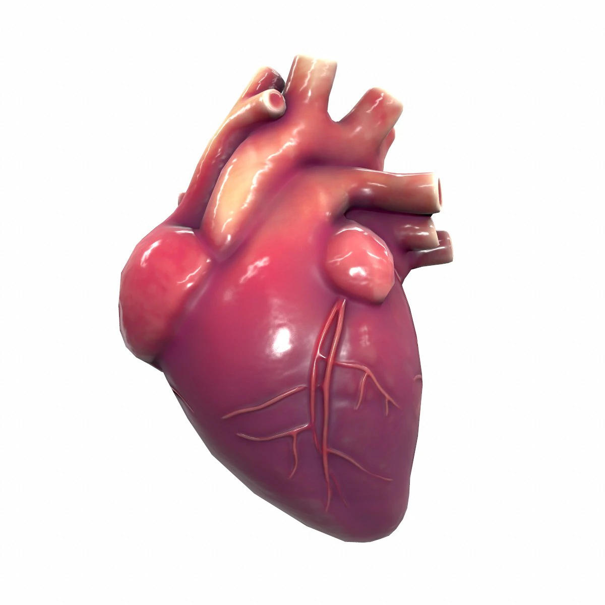 Human Heart Anatomy 3D Model .c4d .max .obj .3ds .fbx .stl .blend
