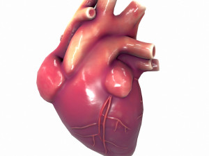 Human Heart Anatomy 3Dモデル