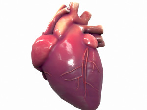 Human Heart Anatomy 3Dモデル
