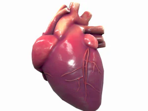 Human Heart Anatomy 3D Model