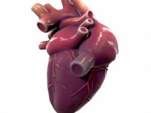 Human Heart Anatomy 3Dモデル