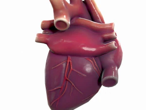 Human Heart Anatomy 3D Model