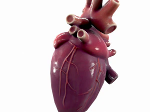 Human Heart Anatomy 3D Model