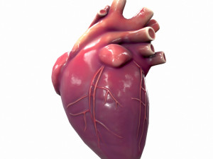Human Heart Anatomy 3Dモデル