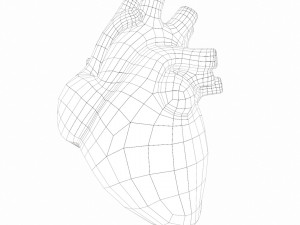 Human Heart Anatomy 3Dモデル