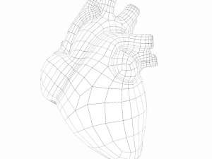 Human Heart Anatomy 3D Model