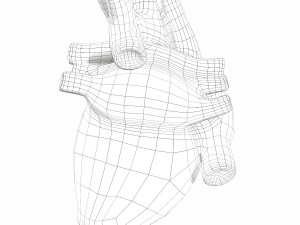 Human Heart Anatomy 3Dモデル