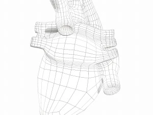 Human Heart Anatomy 3D Model