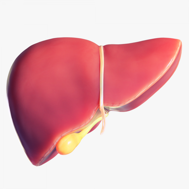 Human Liver Low-poly 3D Model .c4d .max .obj .3ds .fbx .lwo .lw .lws