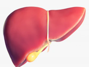 人肝脏低聚 3D 模型