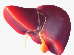 Human Liver Low-poly 3D Model