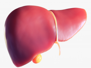 Human Liver Low-poly 3D Model